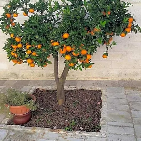 Il Mulino Del Monastero Bed and Breakfast Κονβερσάνο