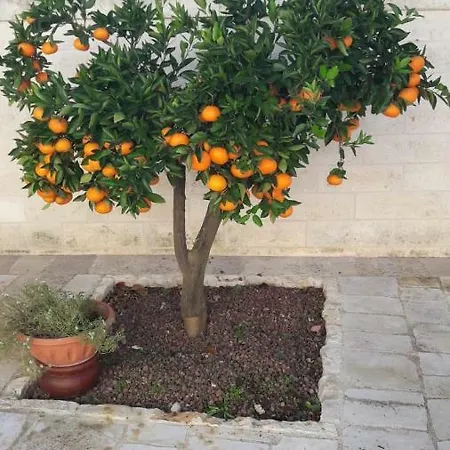 Il Mulino Del Monastero Conversano